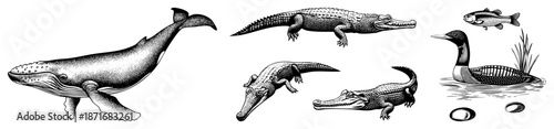 Vintage Illustration of Whale, Crocodiles, and Loon with Stones