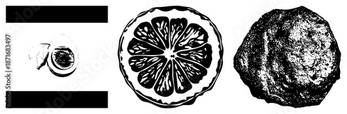 Sectional Citrus Slice and Whole Citrus Fruit Vector Illustration