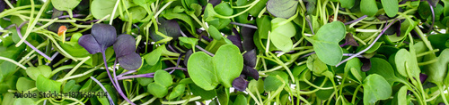 Εκτύπωση καμβά Rainbow mix of fresh Microgreens, tiny raw leaves of organic Bok Choy, Cabbage,