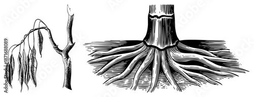 Illustrated Tree Branch with Leaves and Root System Diagram