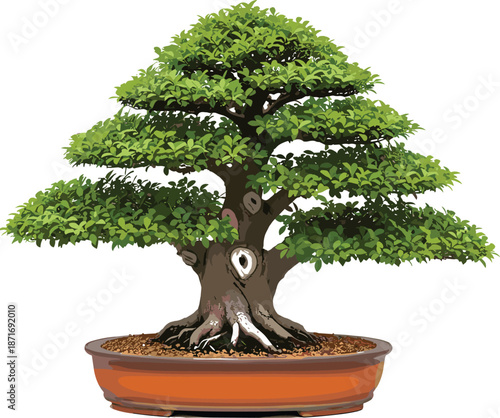 Bonsai tree in ceramic pot detailed vector illustration isolated on white background for nature gardening decor and zen design projects