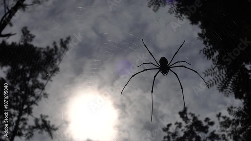 A spider silhouette hangs quietly on its web with cloudy sky and forest trees behind it, creating a dramatic and mysterious tropical mood that reflects the hidden life of forest predators.
