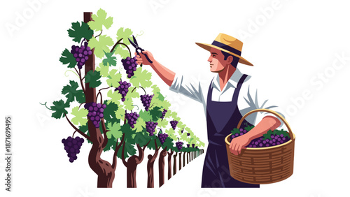 Grape Harvest Season: Happy Farmer Cutting Grapes with Pruners, Holding Basket Full of Ripe Fruit, Isolated on transparent background. Vector Illustration for Agriculture Concept.