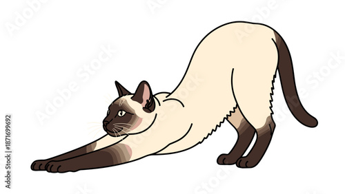 Animated Siamese Cat Stretching: Funny Pet Cartoon Vector Illustration, Energetic Feline Exercising, Flexible Animal Isolated on transparent background