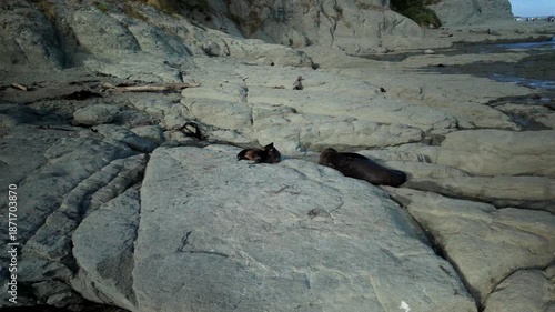 Seal pup playing near adult seal on rocky shore