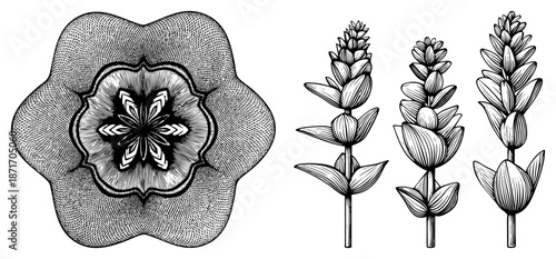 Intricate Section and Three Lavender Stems in Detailed Art