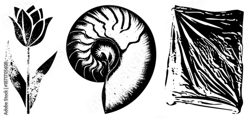 Three Black and White Vector Tulip, Nautilus, and Draped Fabric