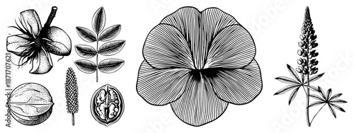 Botanical Illustration Set Featuring Flower, Leaf, and Walnut Anatomy