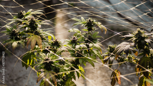 Canvastavla Cannabis With Flowering,medical marijuana leaf,