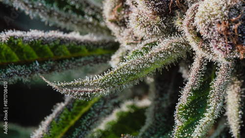 Cannabis With Flowering,medical marijuana leaf,