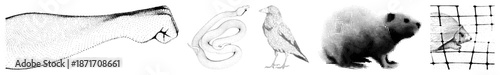 Vector Halftone Illustrations of Fist, Snake, Bird, Rodent and Hedgehog