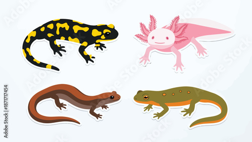 Illustrated Collection of Diverse Salamanders and Axolotl