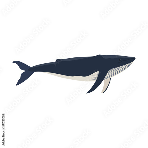 vector drawing humpback whale isolated at white background, hand drawn illustration