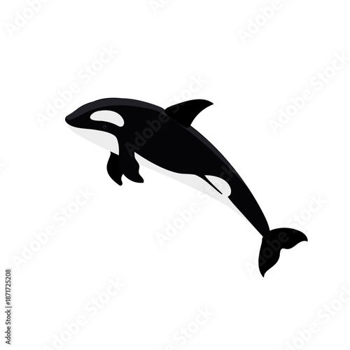 vector drawing orca, killer whale isolated at white background, hand drawn illustration