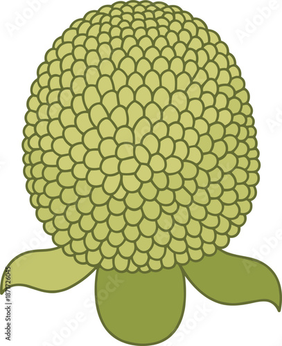 Green cauliflower with leaves vegetable food