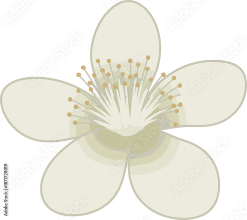 White flower with yellow stamens on white background floral nature botany
