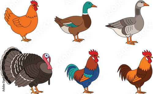 Set of farm birds including chickens, roosters, ducks, geese, and turkey illustrated in colorful detailed vector style