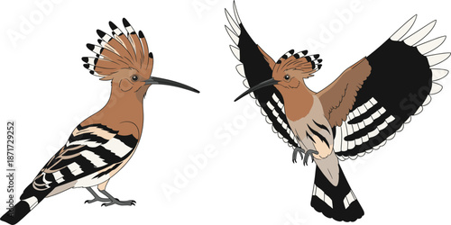 Hoopoe bird illustration set showing detailed standing and flying poses with crest feathers in elegant wildlife vector style