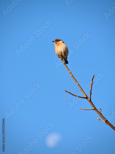 Close up of bird is sitting on a tree branch against blue sky