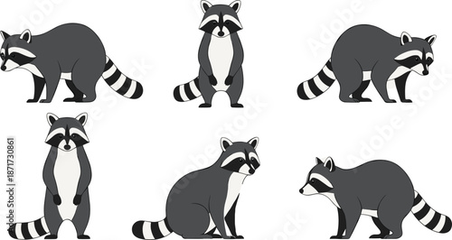 Cute raccoon character set featuring various poses and expressions in a clean wildlife cartoon vector illustration