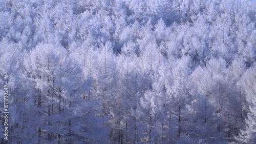 聖高原　中牧湖の霧氷