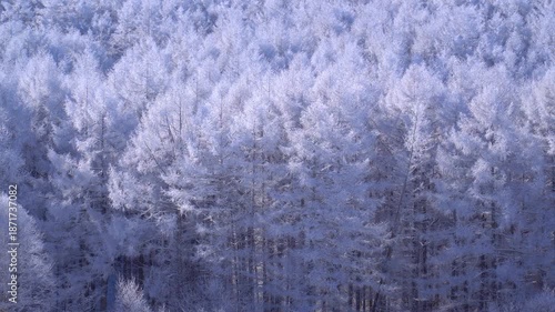 聖高原　中牧湖の霧氷