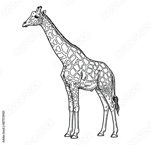 Giraffe Illustration: Elegant Line Art of a Tall African Giraffe for Wildlife and Nature Projects