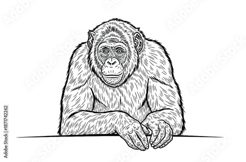 Thoughtful Chimpanzee Portrait Resting at a Table, Expressing Curiosity and Calm