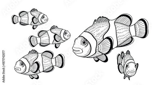 Large School Of Clownfish Swimming Together In White Background – Line Art Illustration
