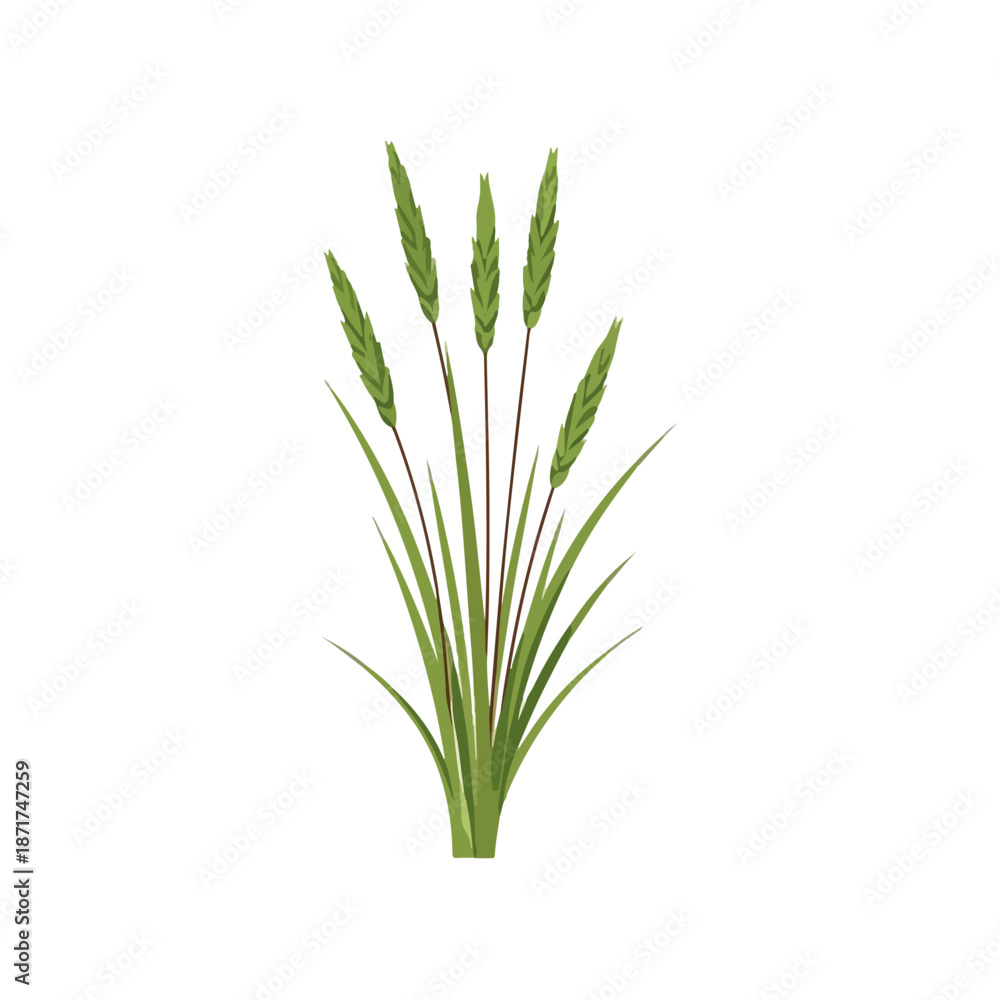 Obraz premium Green Grass Plant Illustration on White Background, Nature Design
