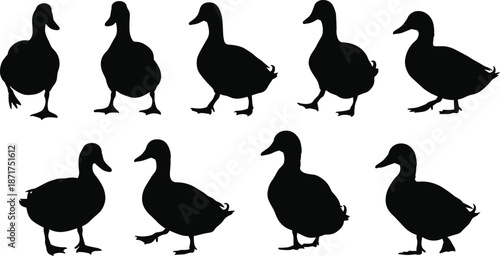 Duck, silhouette, vector, illustration, animal, wildlife, bird, nature, graphic, design, drawing, flat, editable, pose, flying, standing, walking, swimming, cad drawing, flat vector illustration