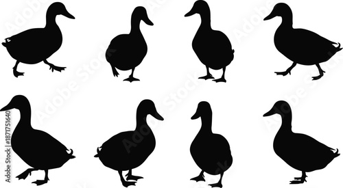 Duck, silhouette, vector, illustration, animal, wildlife, bird, nature, black, white, graphic, design, outline, flying, walking, swimming, editable, stock, cad drawing, flat vector illustration