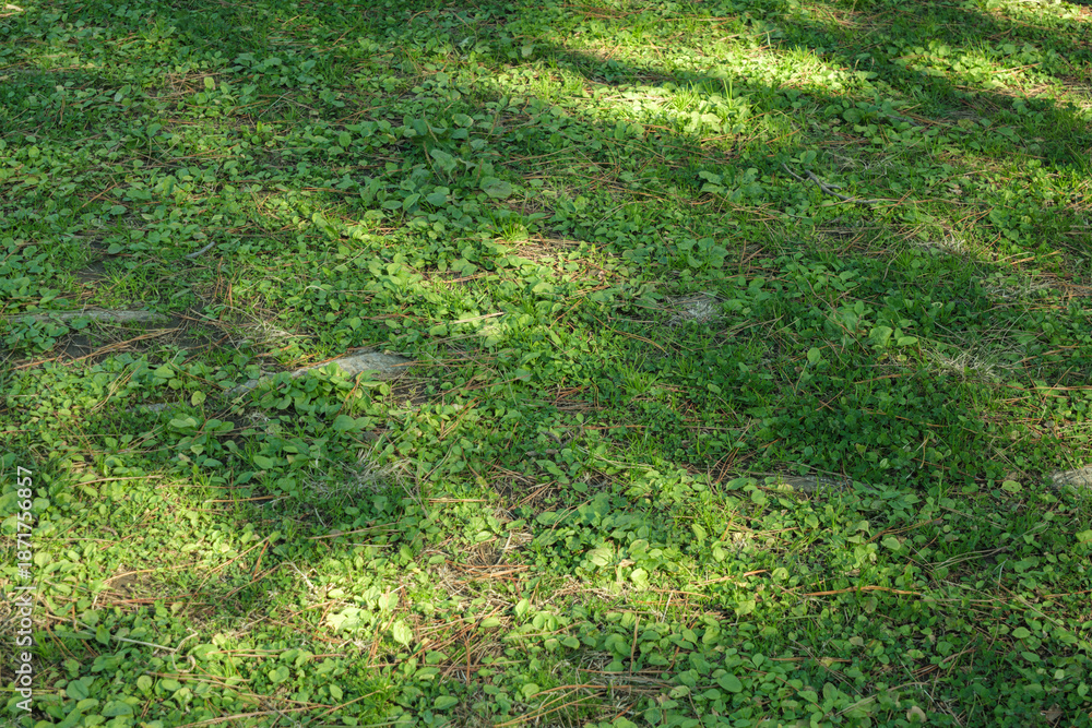 Obraz premium 冬の草原 枯草の混じった荒れた野原 日の光を浴びる緑の草 季節・自然の風景背景 