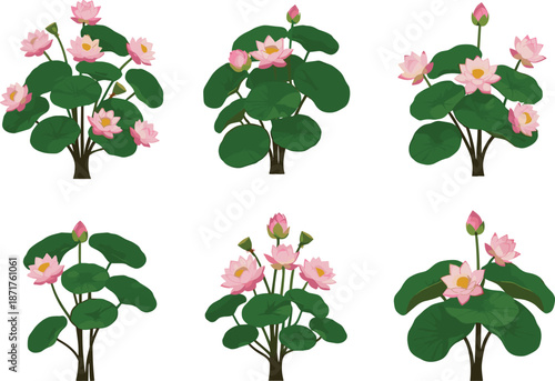 Flat vector illustration of blooming pink lotus flowers with green leaves, tropical aquatic plants collection, botanical water garden floral set