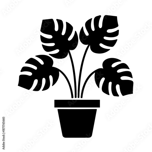 illustration monstera deliciosa flower vector