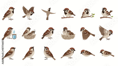 A collection of cartoon sparrows in various poses and activities, including flying, perching, and nesting with chicks, depicted on a white background.