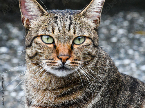 Alert Tabby Cat Portrait - Front Facing Domestic Shorthair Feline with Green Eyes Looking at Camera