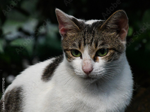 Close-up Portrait of a Beautiful White and Tabby Domestic Shorthair Cat with Striking Green Eyes – Alert Feline in Dark Outdoor Setting