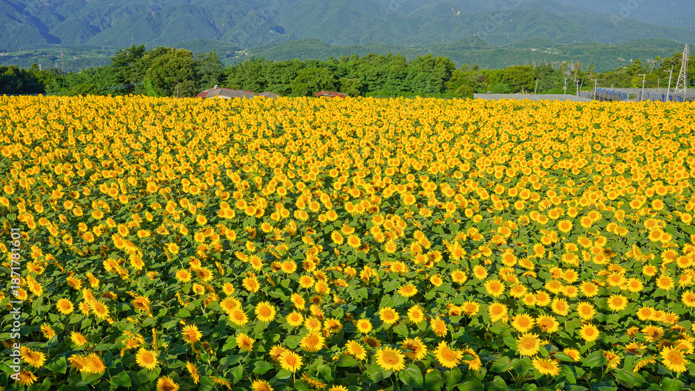 Fototapeta premium View of vast agricultural fields producing sunflower oil during flowering and pollination