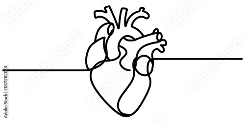 A minimalist continuous single-line drawing illustrating a human anatomical heart Vector, illustration