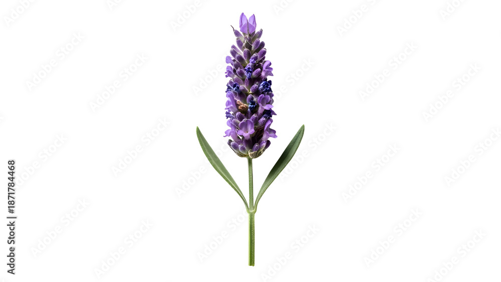 Obraz premium Lavender bloom