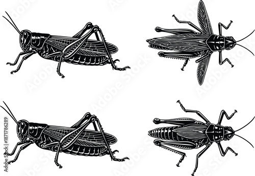 Grasshopper and cricket insect illustrations, detailed anatomy, entomology reference, stylized vector drawing, educational biology art, blue black insect graphics