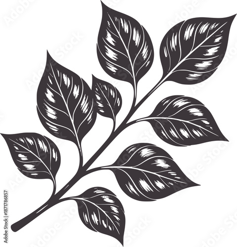 Dark grey branch with detailed leaves botanical