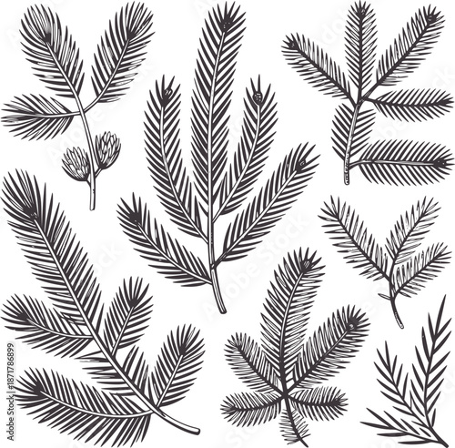 Detailed dark grey pine branches and needles evergreen foliage