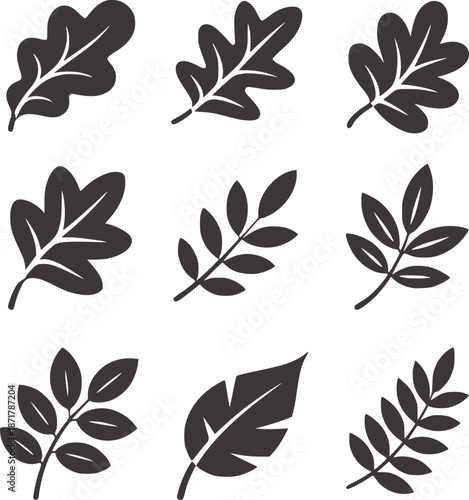 Nine Dark Gray Leaf Oak Rowan Fern Shapes nature