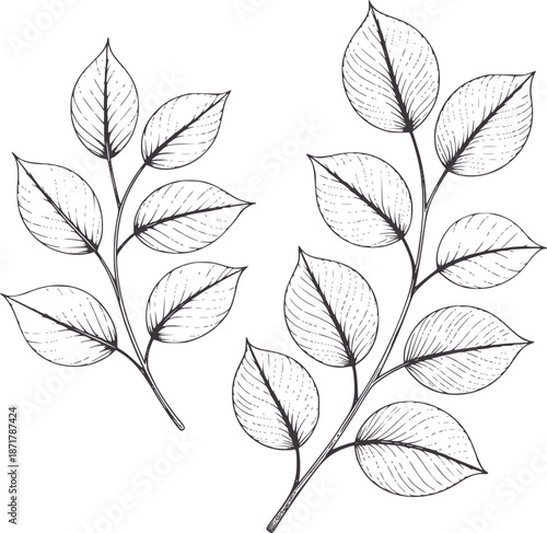 Two detailed line branches with oval leaves and veins leaf botanical nature plant