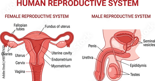 Human reproductive system anatomy, male and female organs, educational medical diagram, biology structure, labeled parts, healthcare, flat vector illustration