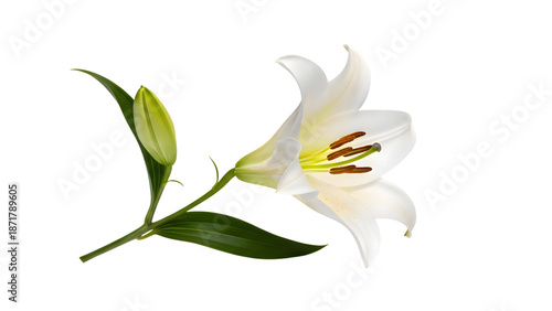 White lily