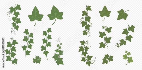 Set of green ivy leaves and climbing plant branches, natural decorative elements for design.