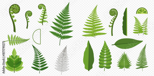 Set of various green fern leaves and fronds, botanical elements on transparent background.